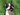 Raise the Woof: Dog Socks and the Ultimate Doggy Dance Party 
