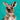 Kangaroos Make Me Hoppy Knee High Socks